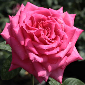 Isabel de Ortiz® - trandafiri - www.ioanarose.ro